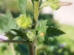 Cheilomenes propinqua