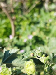 Cheilomenes propinqua