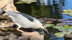 Nycticorax nycticorax
