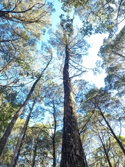 Callitris columellaris