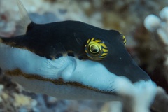 Canthigaster smithae