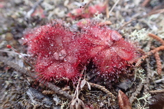 Drosera aliciae