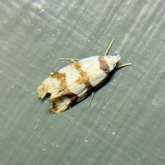 Chezala brachypepla