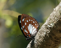 Charaxes wakefieldi