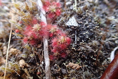 Drosera pygmaea