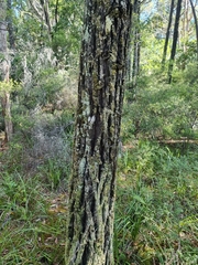 Callitris columellaris