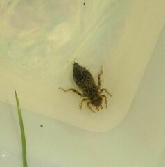 Cordulegaster boltonii