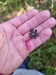 Callitris columellaris