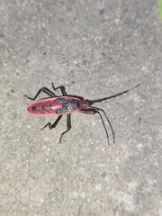 Macrocheraia grandis