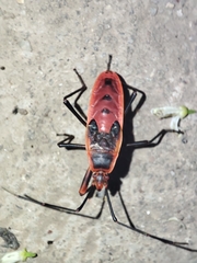 Macrocheraia grandis