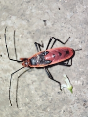 Macrocheraia grandis