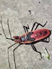 Macrocheraia grandis