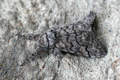 Calliteara fortunata