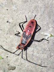 Macrocheraia grandis