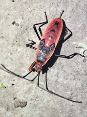 Macrocheraia grandis