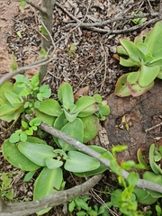 Kalanchoe paniculata