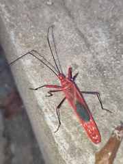 Macrocheraia grandis