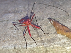 Macrocheraia grandis