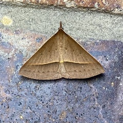 Epidesmia chilonaria