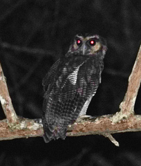Strix leptogrammica