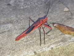 Macrocheraia grandis