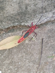 Macrocheraia grandis