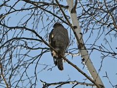 Accipiter nisus