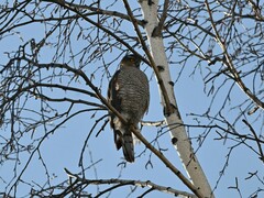 Accipiter nisus