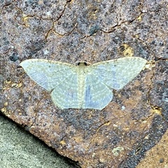 Poecilasthena pulchraria