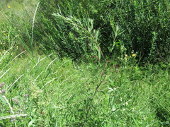 Chenopodium betaceum