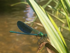 Calopteryx xanthostoma