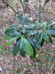 Planchonella chartacea