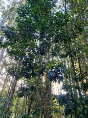 Planchonella chartacea