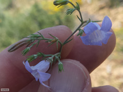 Wahlenbergia prostrata