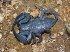 Opisthacanthus capensis