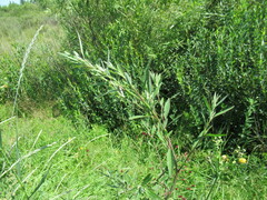 Chenopodium betaceum
