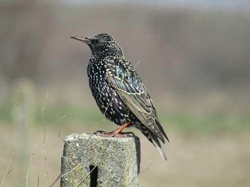 Estornino pinto (Sturnus vulgaris)
