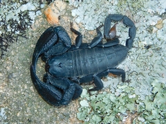 Opisthacanthus capensis