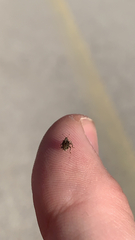 Ceutorhynchus pallidactylus