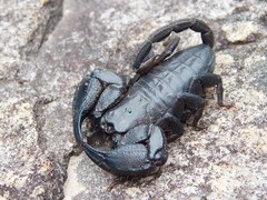 Opisthacanthus capensis