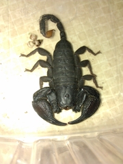 Opisthacanthus capensis