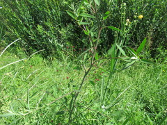 Chenopodium betaceum