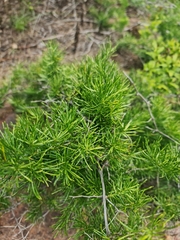Asparagus laricinus