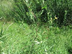 Chenopodium betaceum