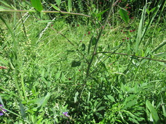 Chenopodium betaceum