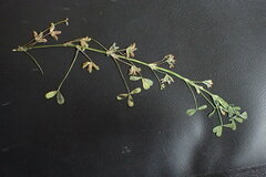 Trifolium ornithopodioides
