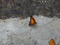 Vagrans sinha