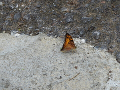Vagrans sinha