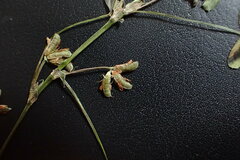 Trifolium ornithopodioides