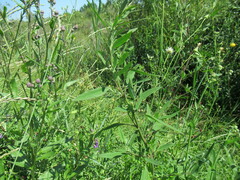 Chenopodium betaceum